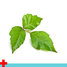 Poison Ivy - Urgent Care and Walk-In Clinic Kingwood, TX