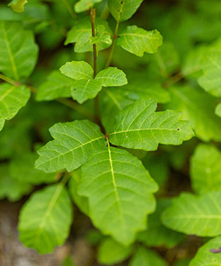 Poison Ivy - Urgent Care and Walk-In Clinic Kingwood, TX